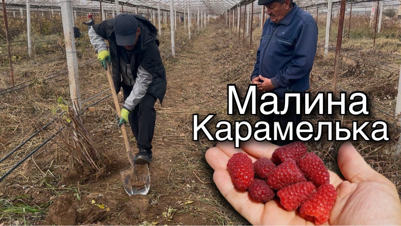 «КАРАМЕЛЬКА￼» УЗБ иқлимига Мос келувчи Ремонтантная малина, 2 хил усулда кўчат экиш мастер-класс ￼