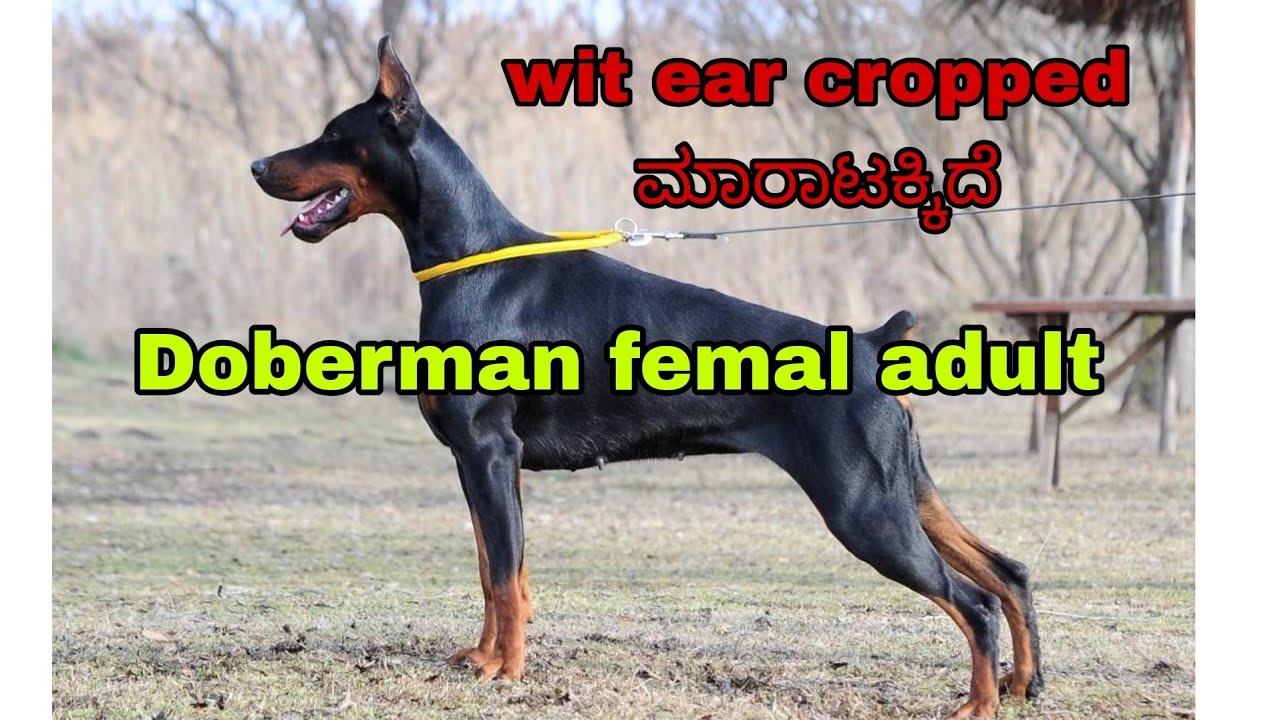Doberman wit ear cropped femal adult available karnataka davangere #doberman #earcrop #adults #dog 