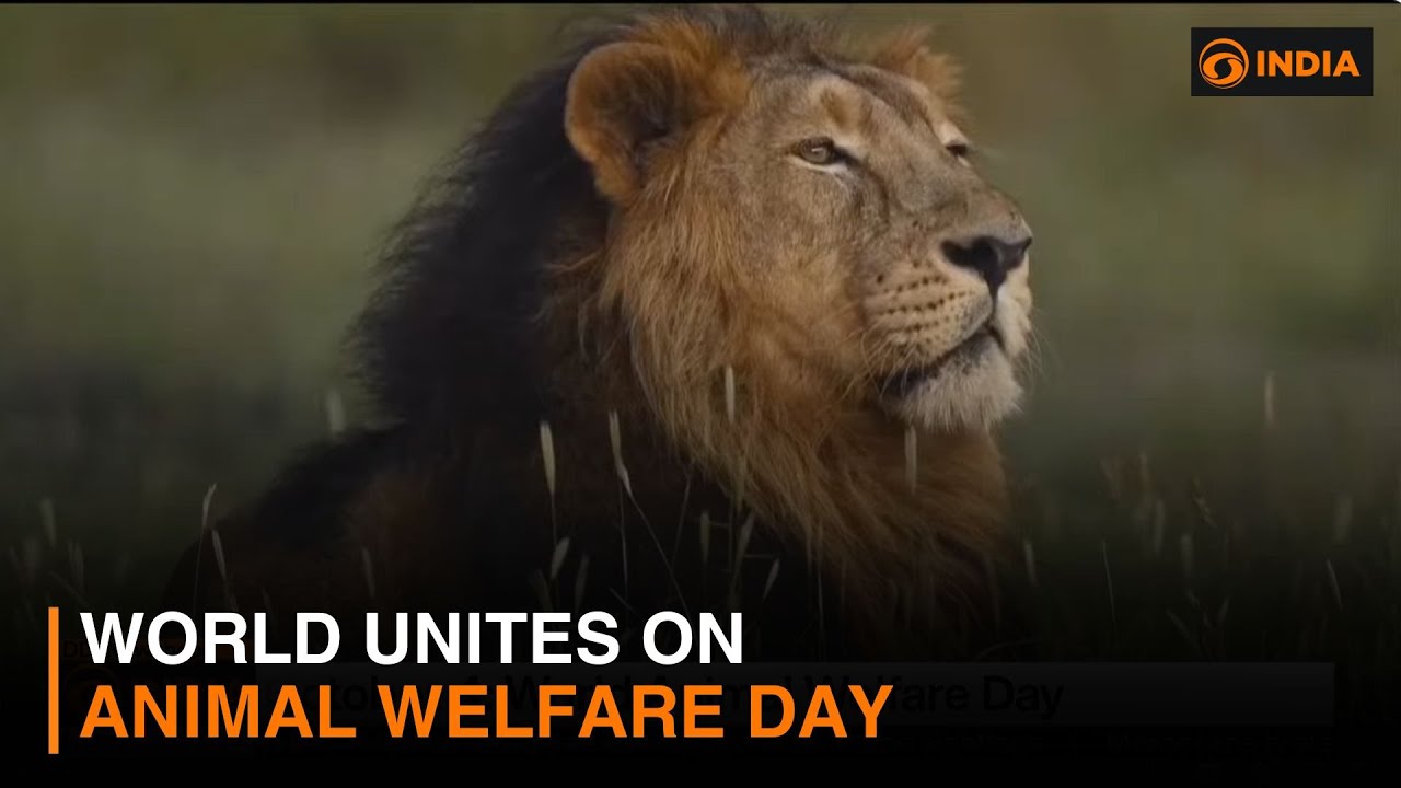 World Unites on Animal Welfare Day: Save Animals, Save the Planet
