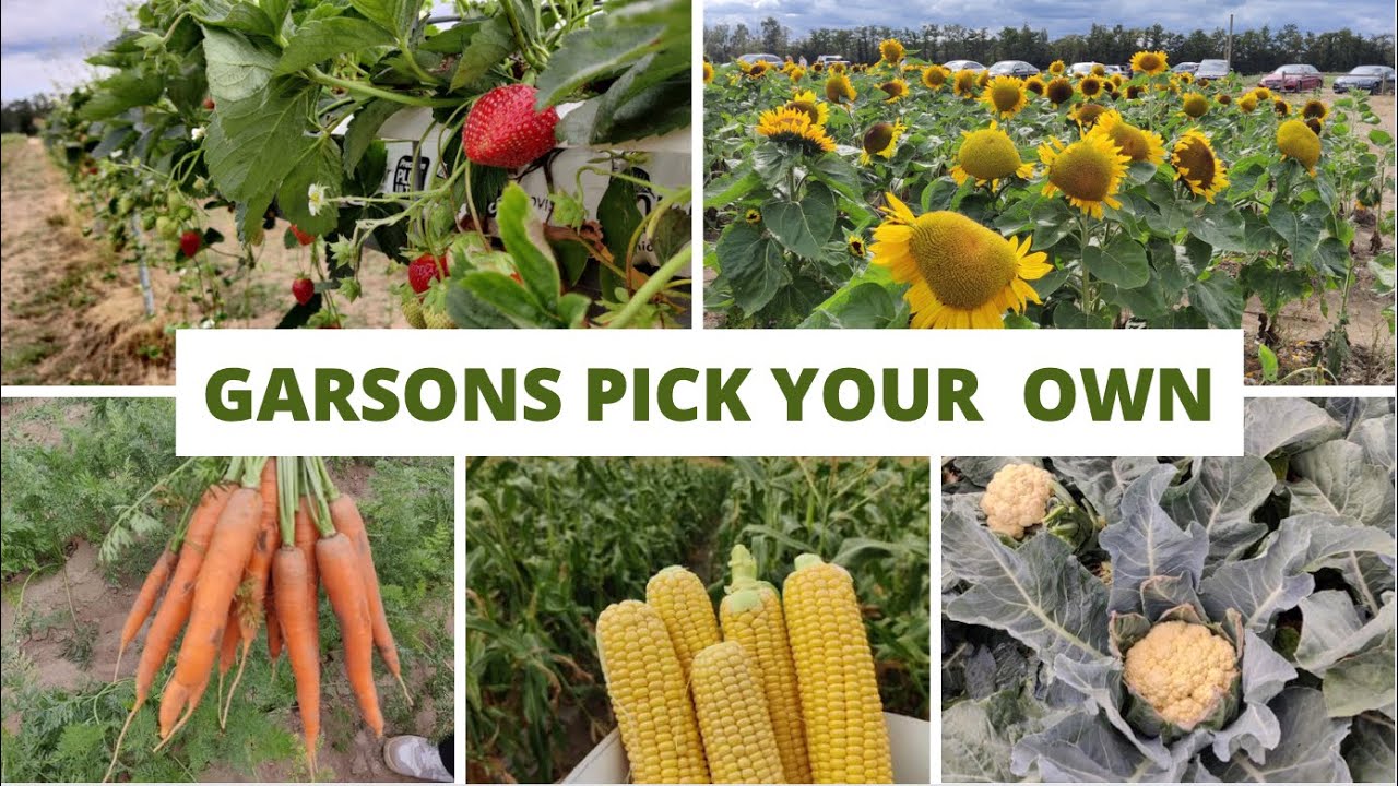 Garsons Farm Pick your Own | Garsons Pick your own Esher | anithajaganskitchen |Esher Pick Your own