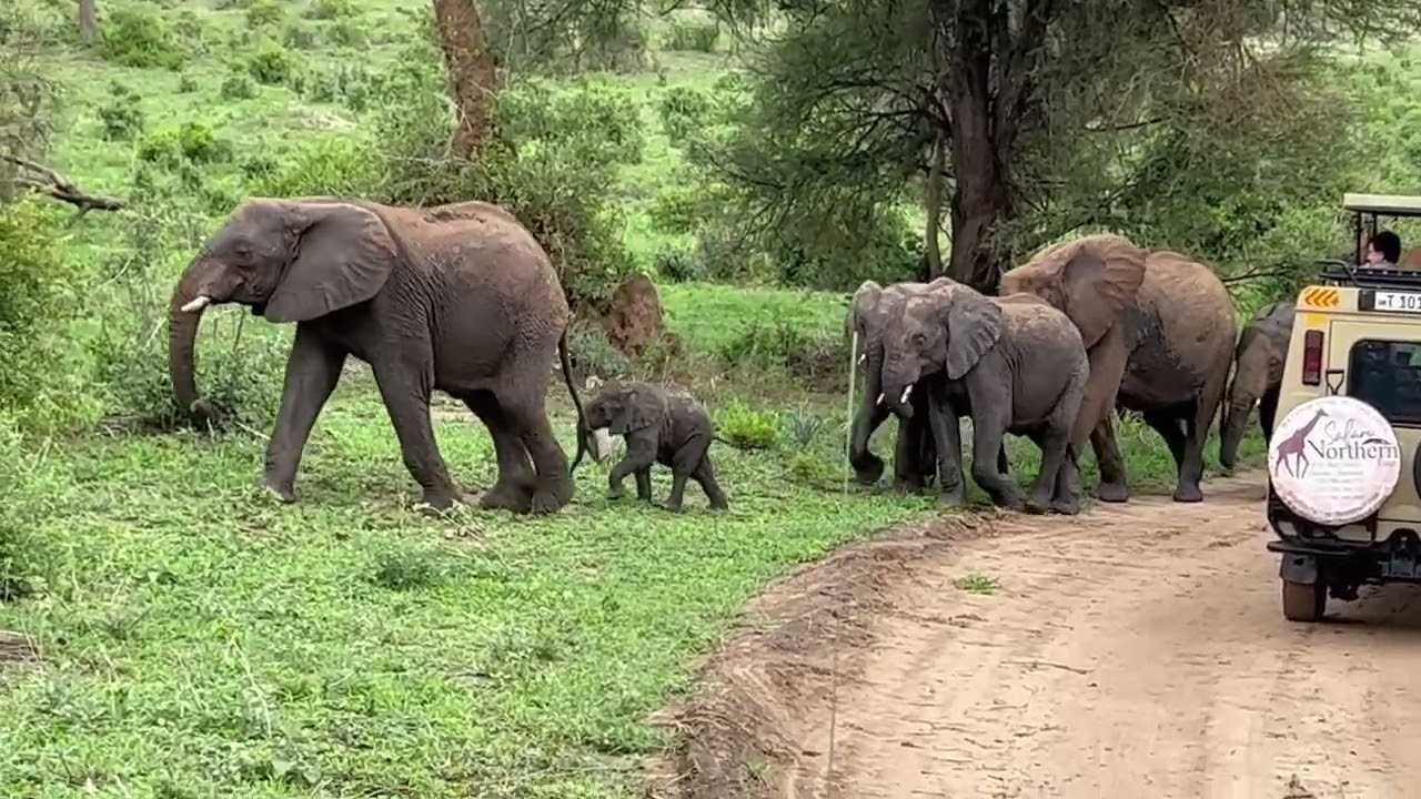 Tanzania - Safari