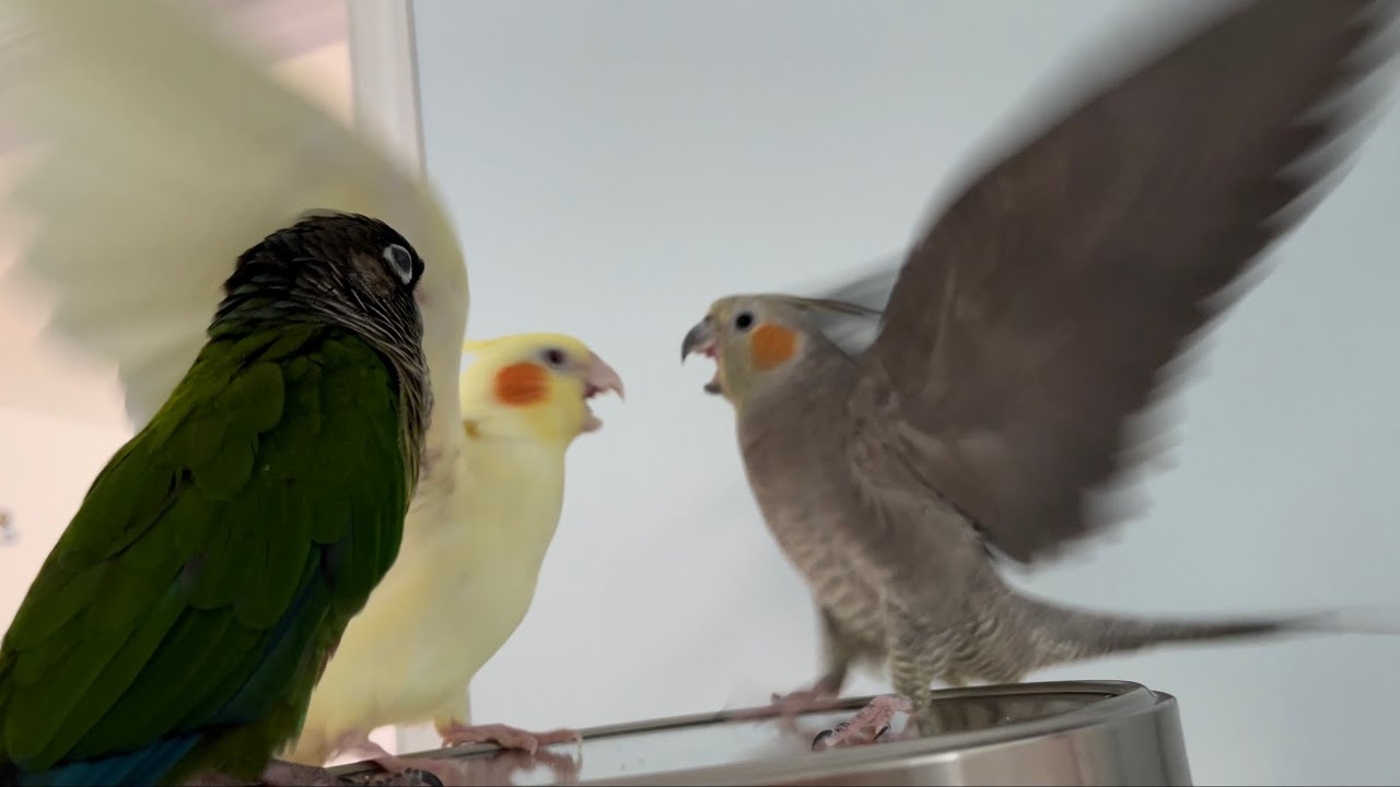 Standoff in the mirror | sound on for cockatiel screams
