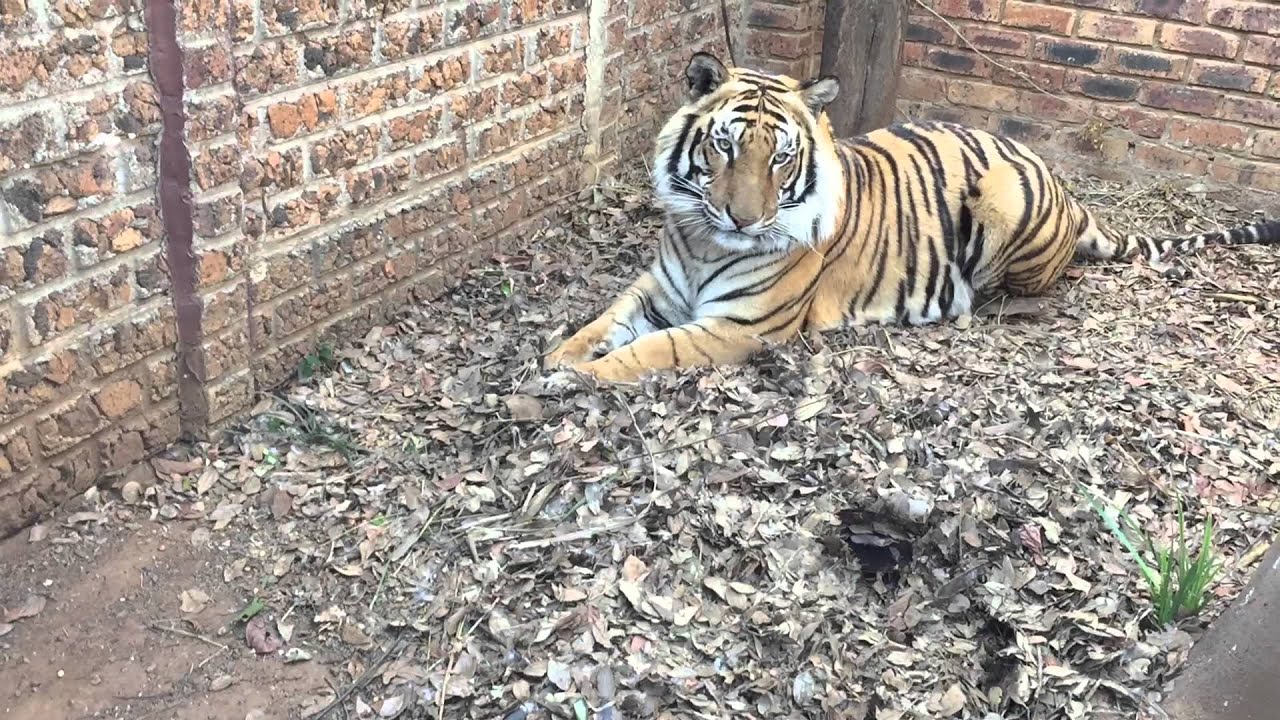 Michael entering Enzo's enclosure with Diego ,very first time together !