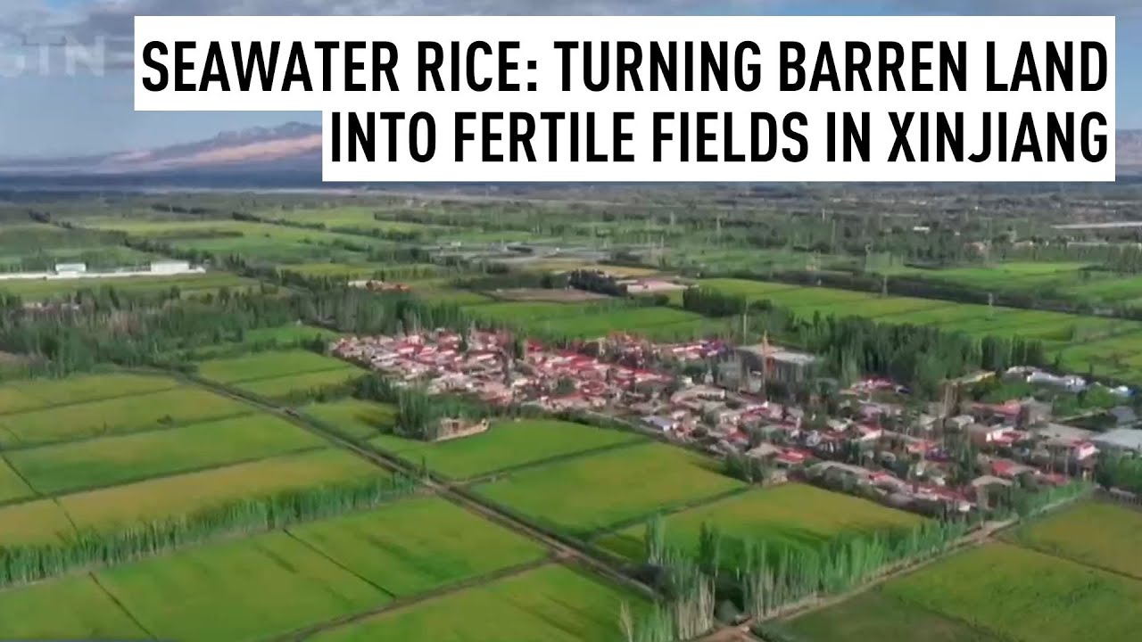 Seawater Rice: Turning Barren Land into Fertile Fields in Xinjiang