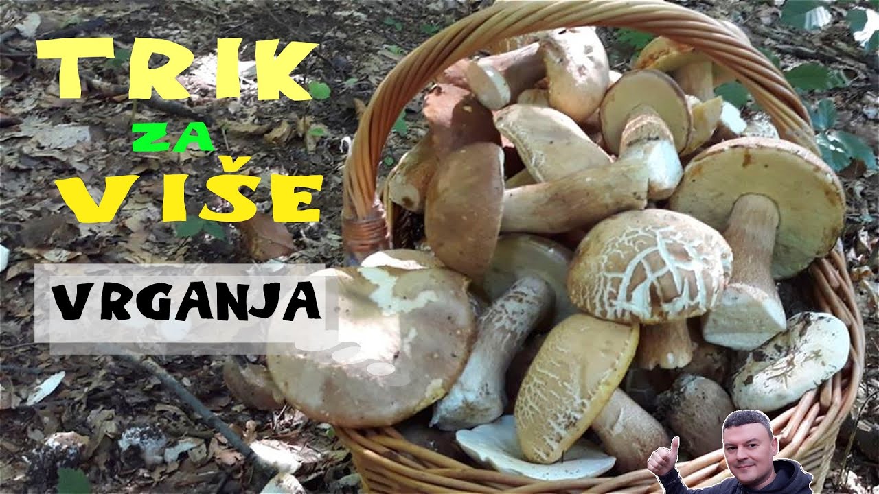 VRGANJI - Trik za Vi&scaron;e Vrganja