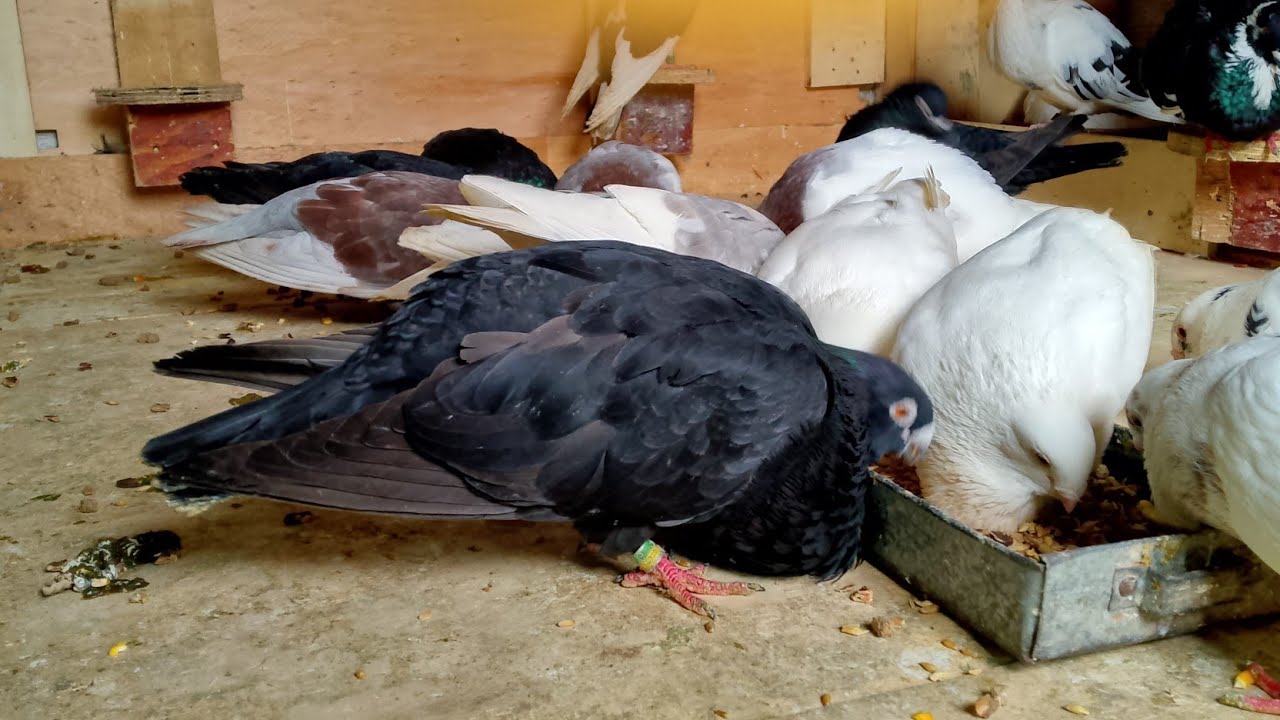 اصلاح سجنة حمام سيفيانوس المكناسي جديدة وتغلفوها من داخل تحياتي لكم جميعا خوتي ماليع 🇲🇦🇺🇲🇲🇫🇳🇿🇪🇸🇩🇪