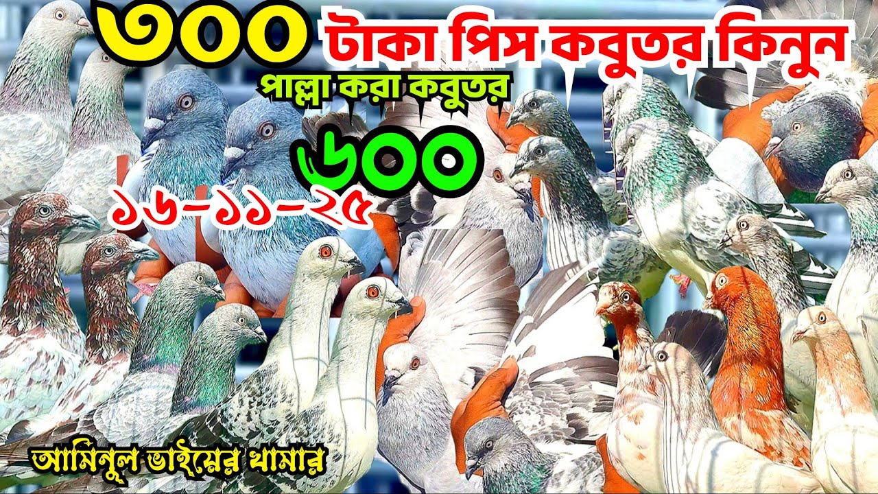 ৩০০ টাকায় ছাড়াছাড়ি লাইনের গিরিবাজ কবুতর কিনুন। পাল্লা লাইনের কবুতর। আমিনুল ভাইয়ের খামার 