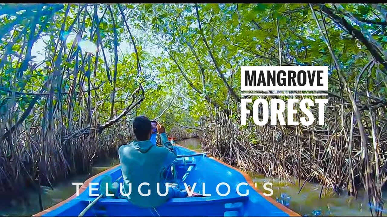 World's 2nd Largest Mangrove Forest| Pichavaram|Solo Ride Day- 4 | Srimansunny|TELUGUMOTOVLOGS