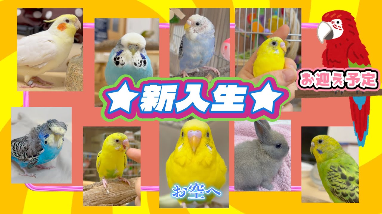 【新入生】お迎えした子の紹介をします！！お空へ旅立った子、お迎え予定の子。