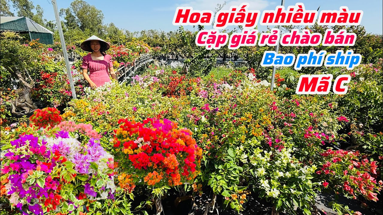 Hoa giấy ghép nhiều màu cặp giá rẻ chào bán bao ship..23/01😘📲 0334.497.872.Phước-Tài 