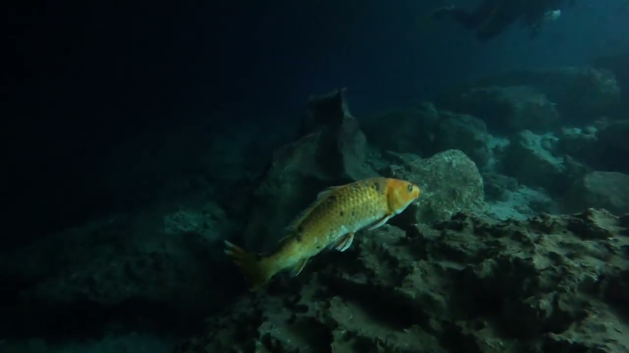 Devil’s Den, Williston Florida, 7 March 2026