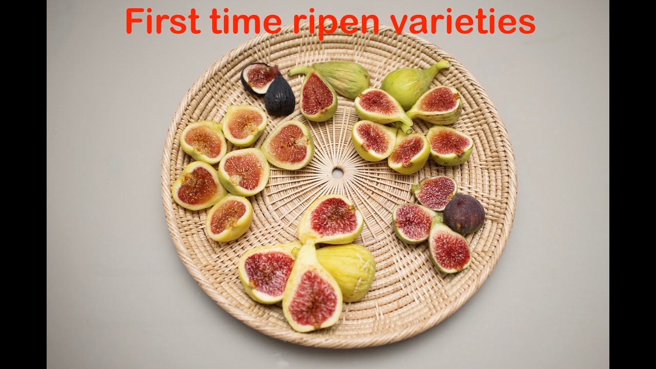 First time ripen figs varieties.