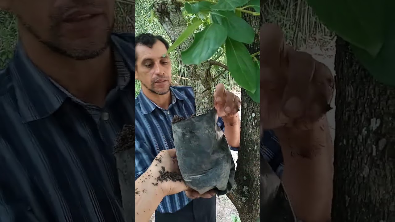 MUDAS DE CAQUI POR AUPORQUIA ,COLHA CAQUI EM 2 ANOS