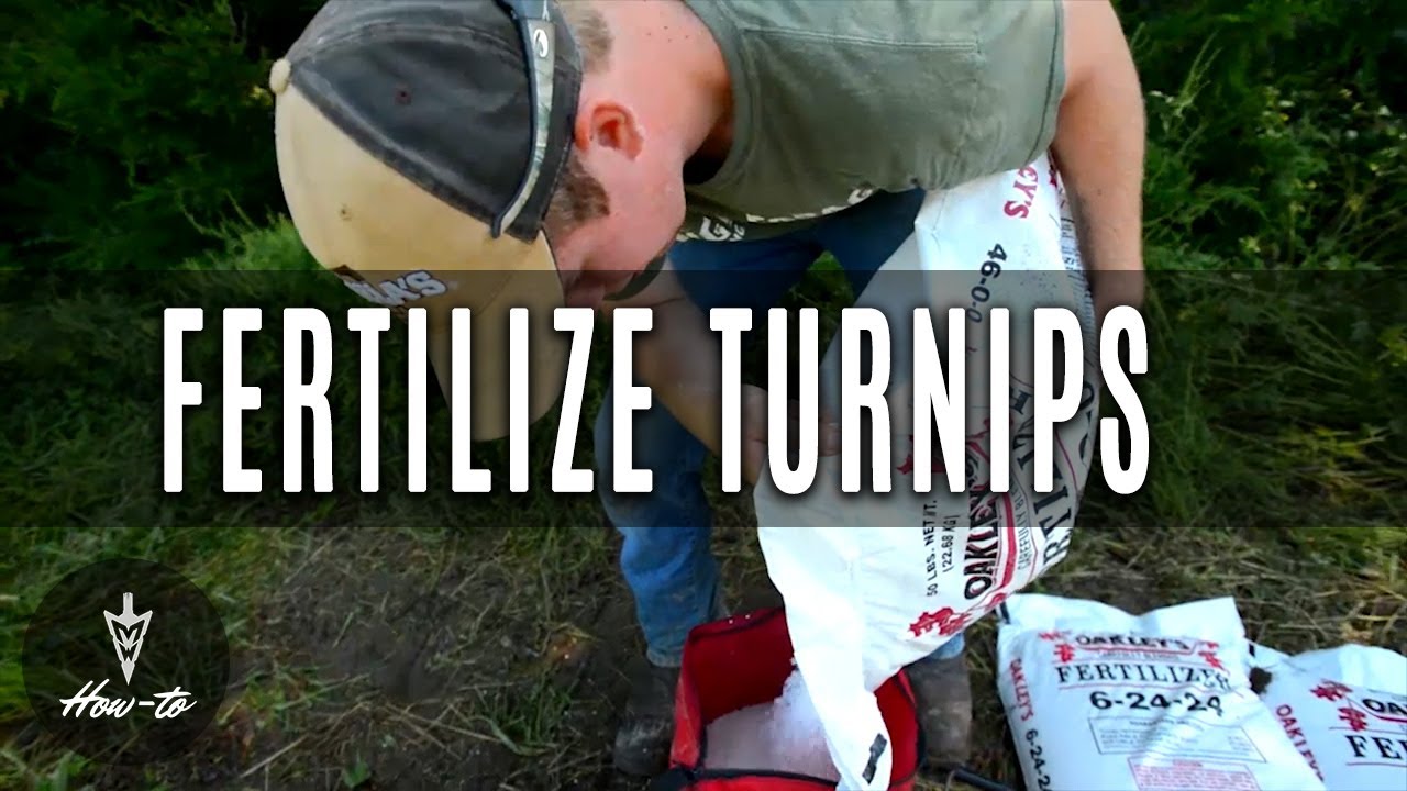How To Fertilize Turnip Food Plots