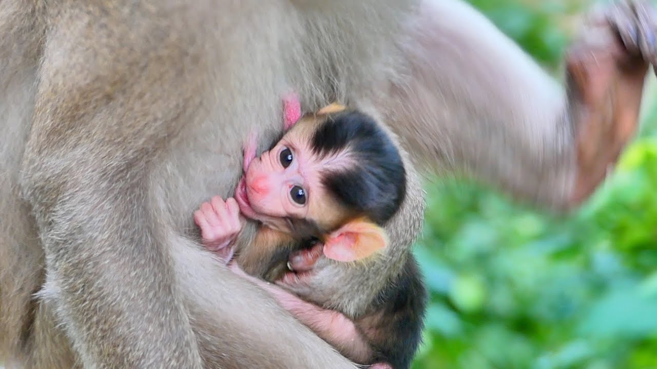 Adorable Baby Monkey Newborn Mama Monkey Brandy grooming and giving milk her baby so lovely