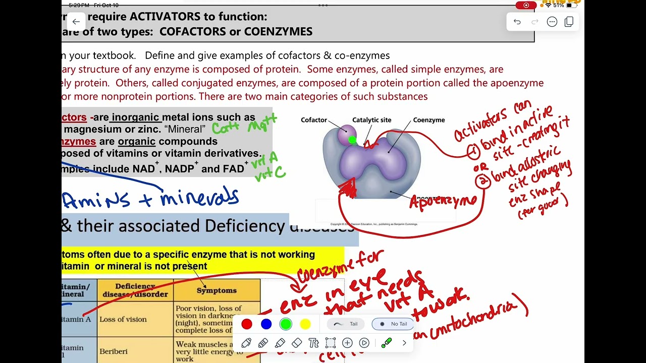 AP-Enzymes - part 3 - Activators/inhibitors/Neg feedback