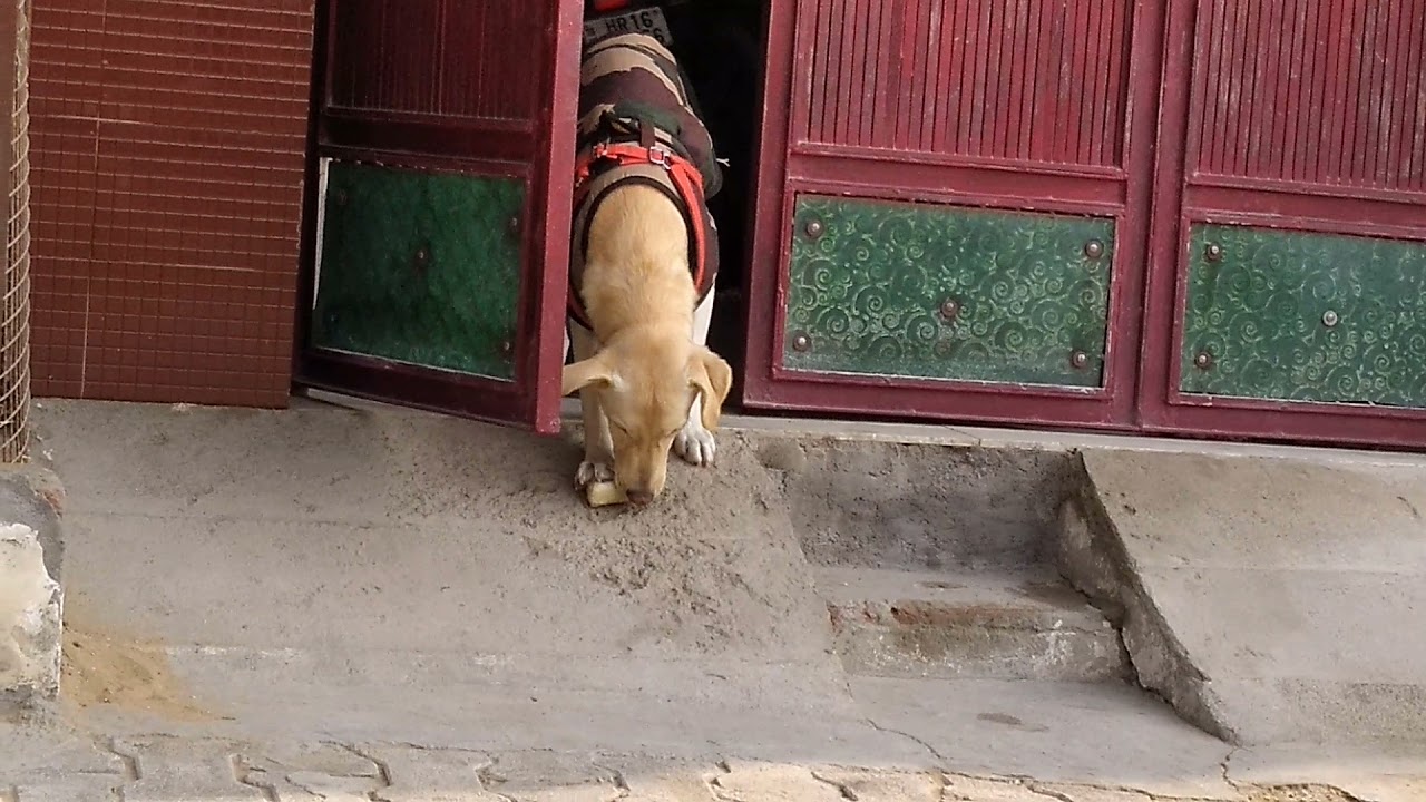 Labrador The loyal pet.