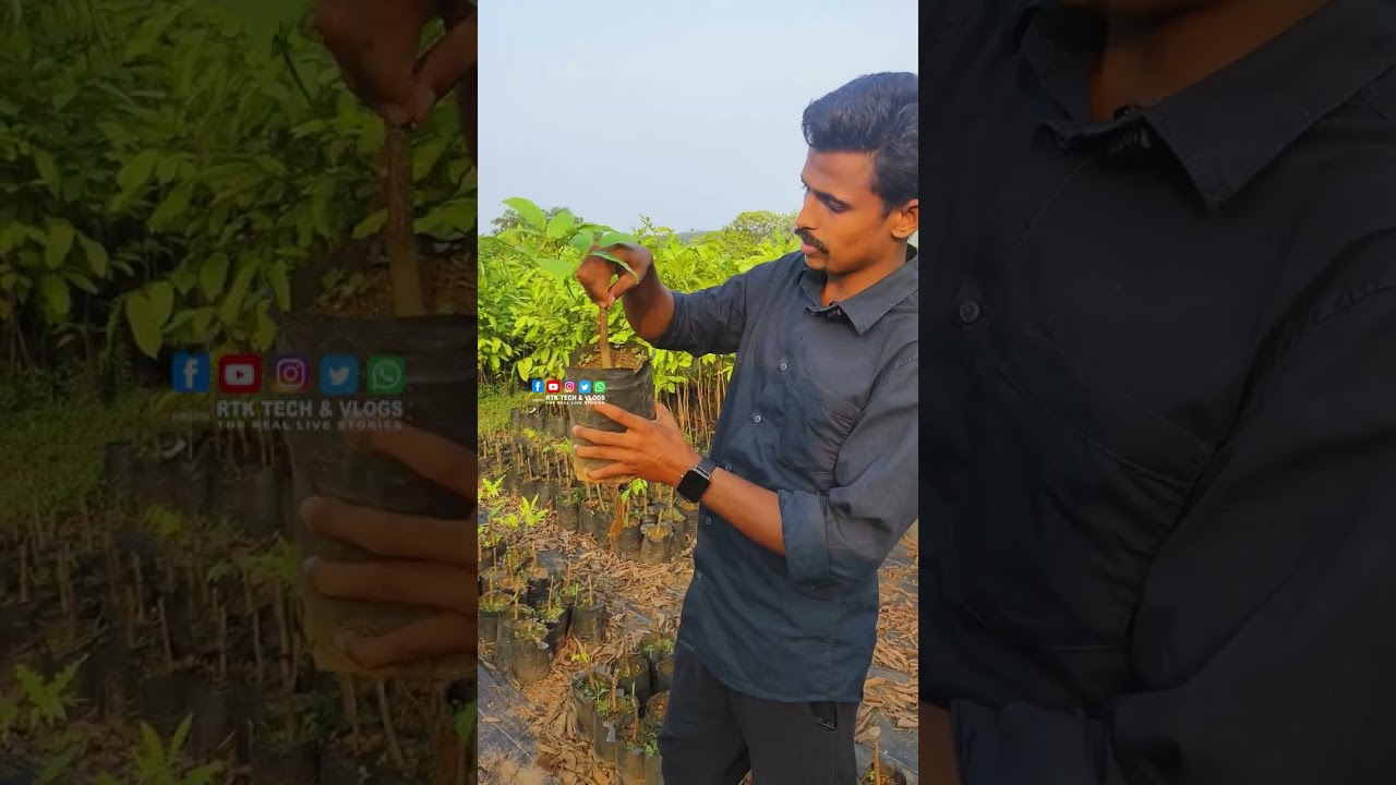 100% ഗുണനിലവാരം മുൻനിർത്തി പ്ലാന്റുകൾ ഉത്പാദിപ്പിക്കുന്ന മലബാറിലെ ഏറ്റവും വലിയ നഴ്സറി