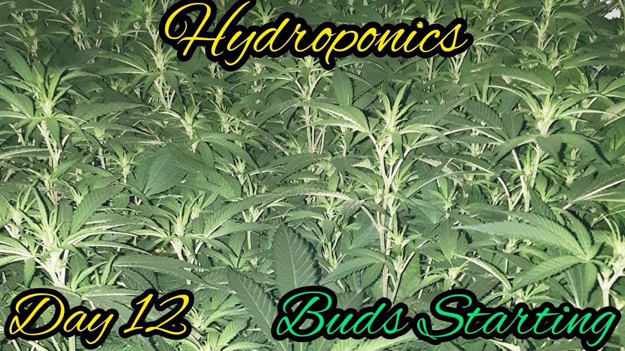 HYDROPONIC CANNABIS GROW,  MARS HYDRO LED GROW LIGHTS, BUDS STARTING