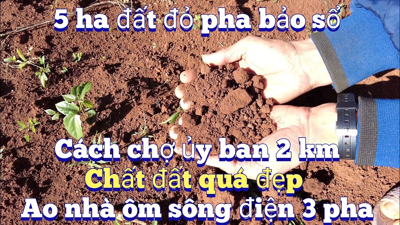 Cần nhượng 5 ha đến 7 ha ôm suối nhà điện 3 pha đất trồng cà sầu riêng đẹp.
