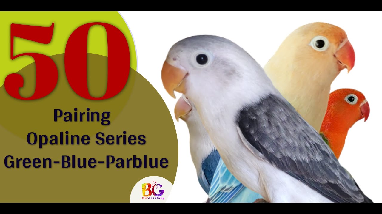 50 Pairing In Opaline Series | Green - Blue - Parblue Opaline Pairing | #Greenfischer #greenopaline