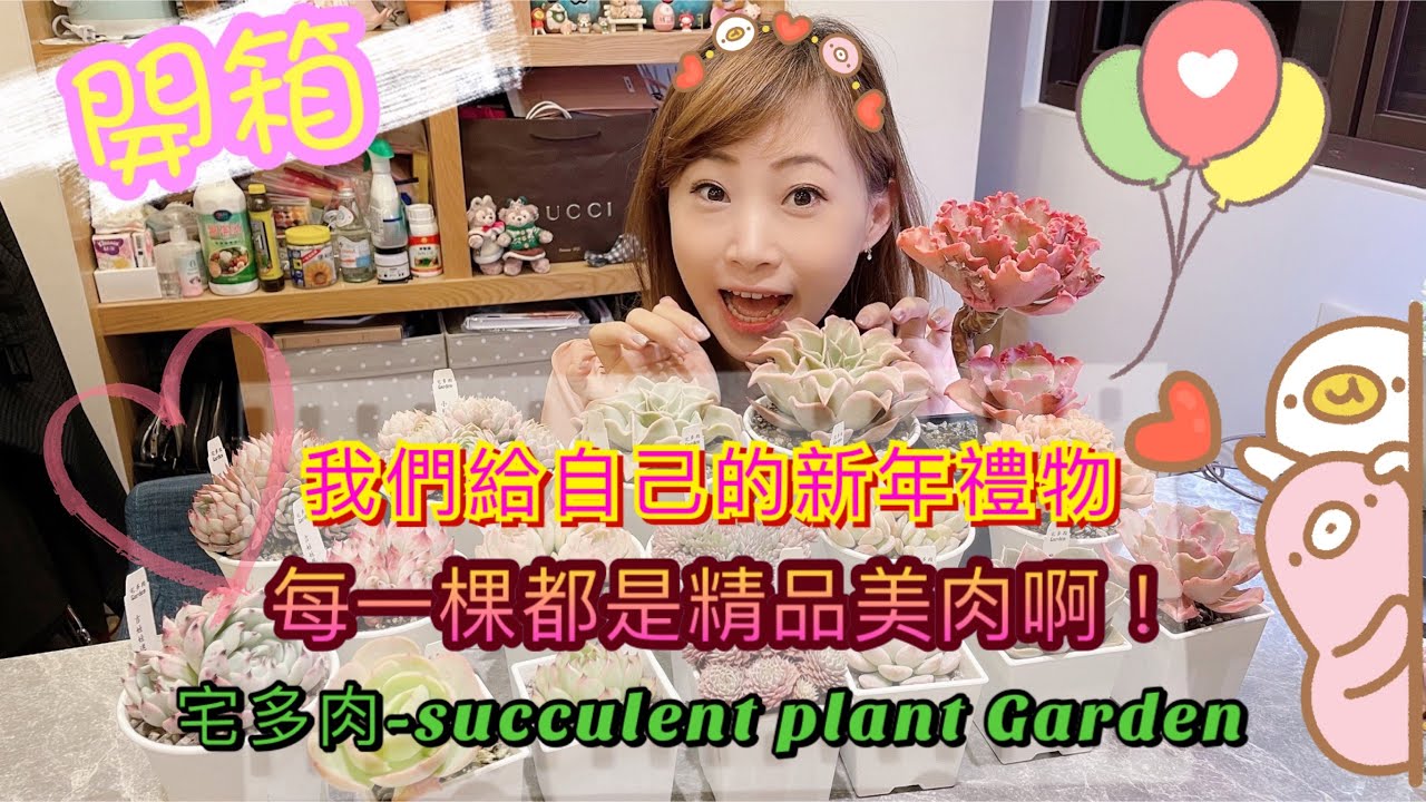 【A&Y開箱】給自己的新年禮物｜宅多肉｜Amazing Succulents unboxing