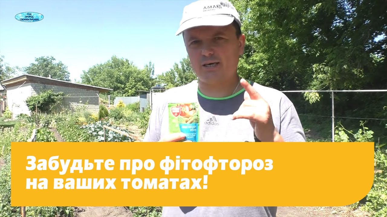 Фітофтороз на томатах, або як не допустити фітофтору на помідорах!