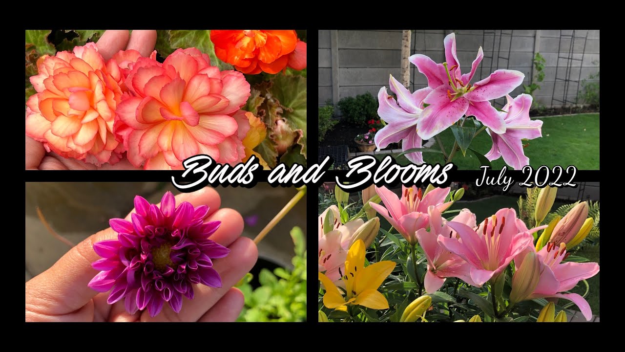 BUDS AND BLOOMS (JULY 2022)