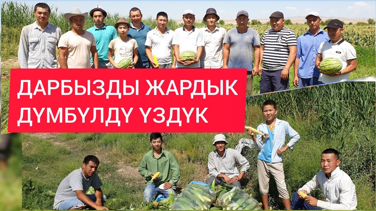 ДАРБЫЗ менен ДҮМБҮЛ сезонун АЧТЫК!  КОРОНАВИРУСКА дары болот имиш!