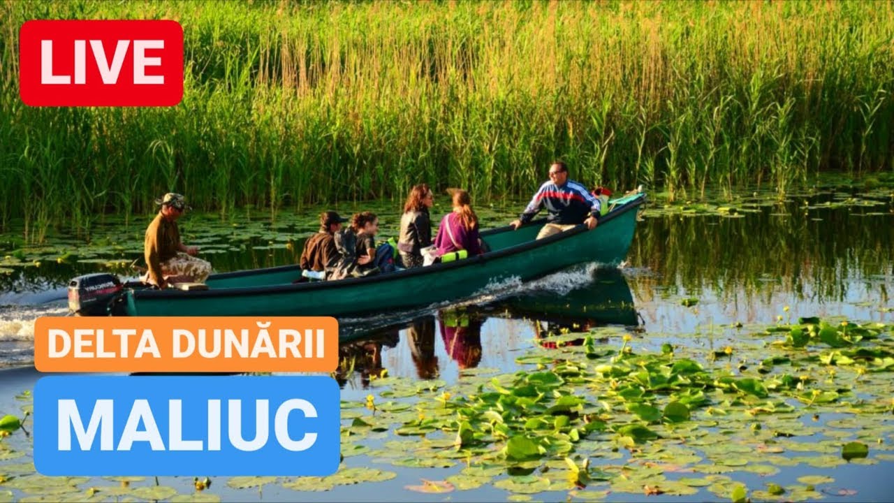 🔴 LIVE din MALIUC - DELTA DUNĂRII