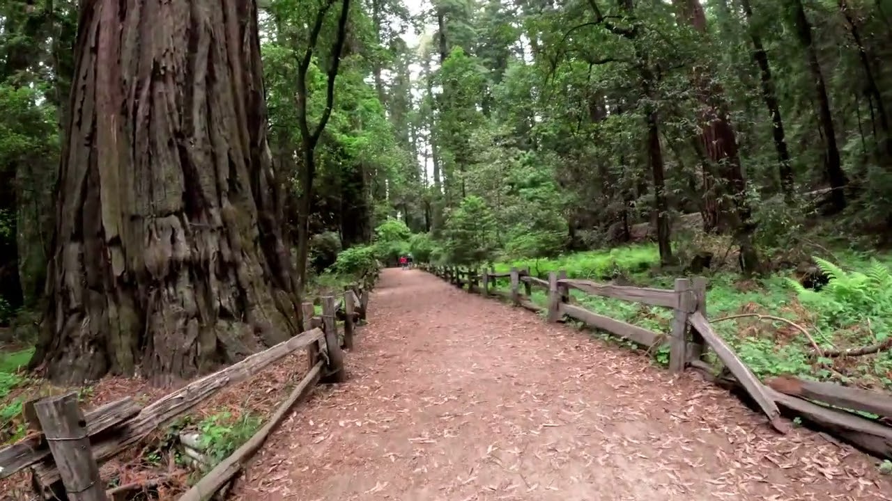Redwood Grove Loop- Henry Cowell CA State Park