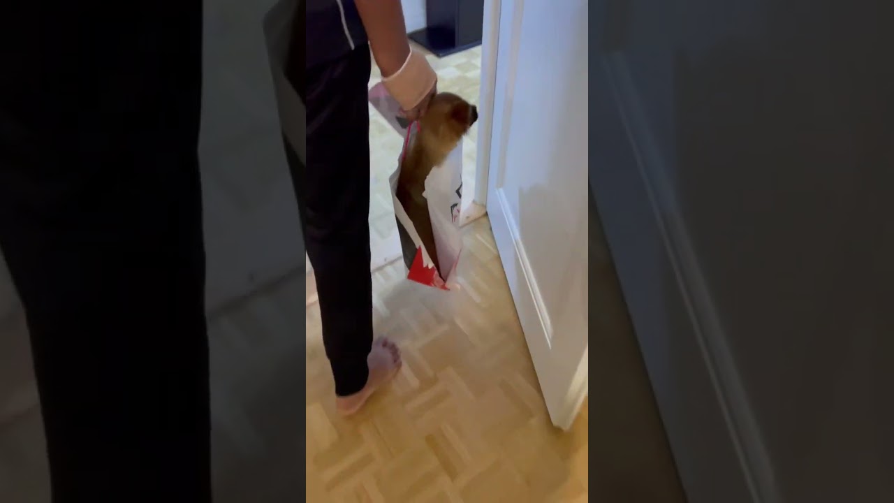 Christmas gift 🎁 #trending #viral #christmas #funny #chihuahua #tiktok #viralvideo #pet #puppy #fun