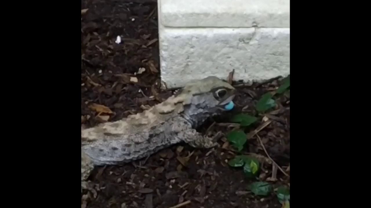 A visit to the Herpetarium at the Saint Louis Zoo
