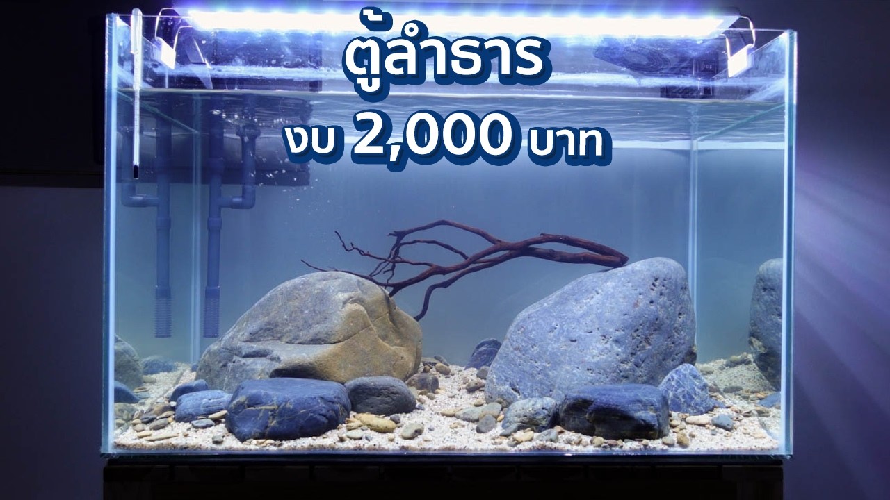 จัดตู้ลำธาร 24 นิ้ว ด้วยงบ 2,000 บาท | Hillstream Aquarium Setup