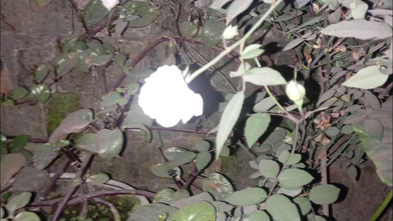 হঠাৎ জদি হারিয়ে যায় খুজবে কি আমায়!