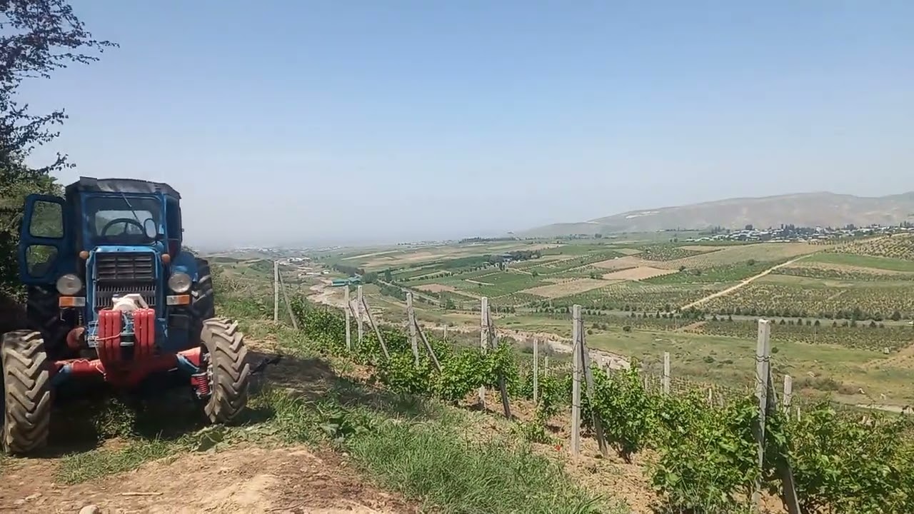 ZARKENT UZUMZOR
