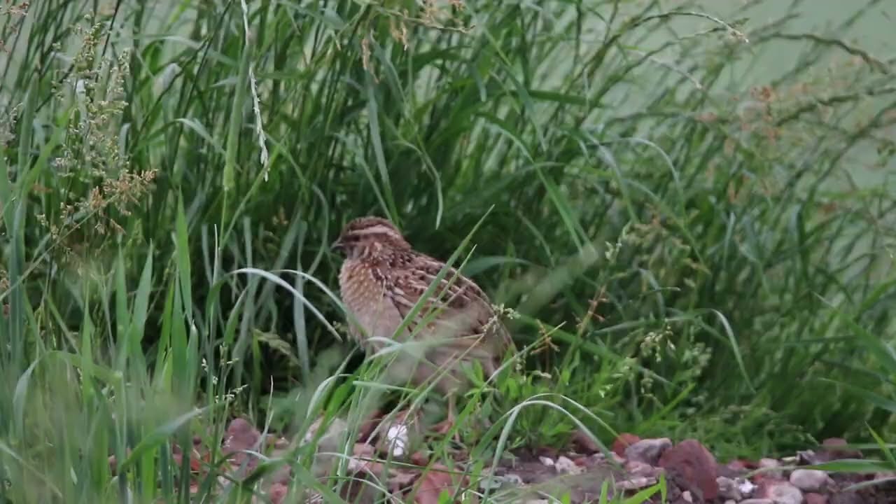 Common Quail Bird | Sounds From Summer Meadow | Quail Sound