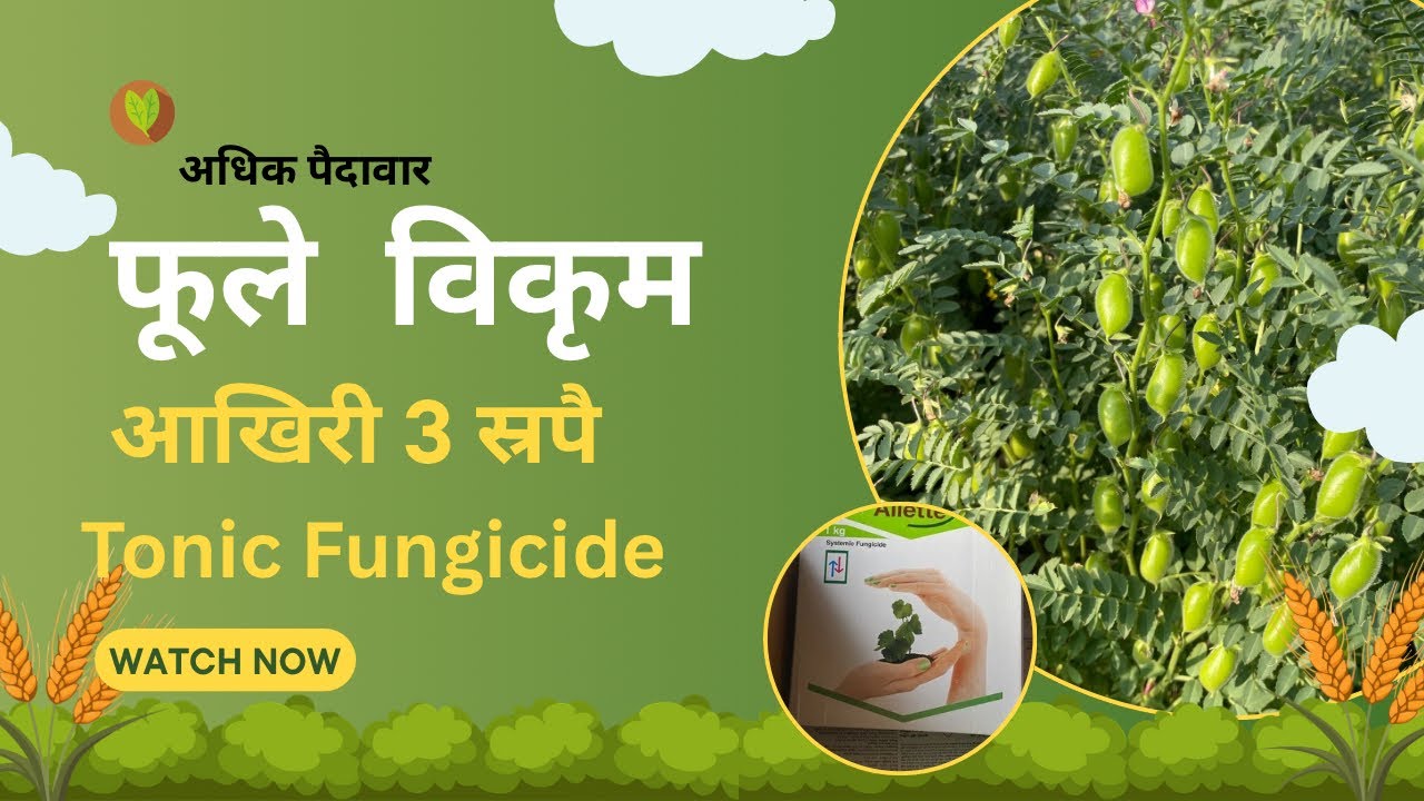चना फूले विकम् || 3 sprey || Bayer Aliette || 16 किं पैदावार ||उगटा रोग|| Fantac Plus Tonic