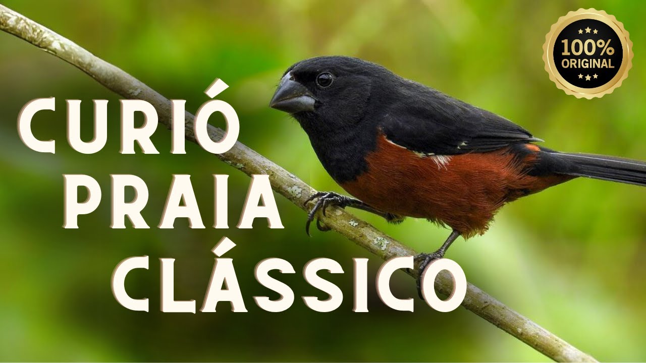 Canto perfeito para filhotes de curió clássico!