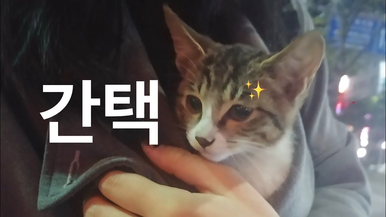 첫 간택의 감동 #길고양이 #사지말고입양하세요 #고양이일상 #고양이영상 #고양이브이로그 #고양이 #브이로그 