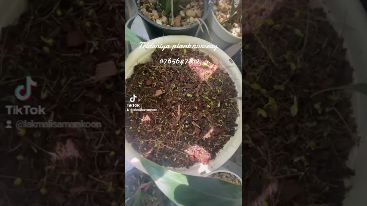 මේ වගේ ලස්සනට මල් හදලා අපිට දෙන්න#anthuriumwagawasinhala#fypviral #garden #gardenplants0765647812