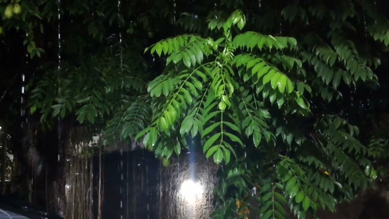 Barulho de Chuva para Dormir Profundamente + Relaxar⛈ Som de Chuva e Trovão #02 ASMR Rain Sounds