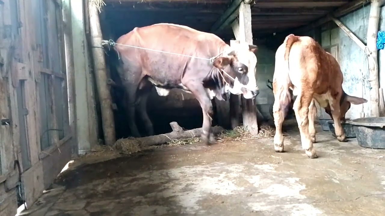 RUTINITAS PAGI || BEMBERI PAKAN SAPI-SAPI ‼️