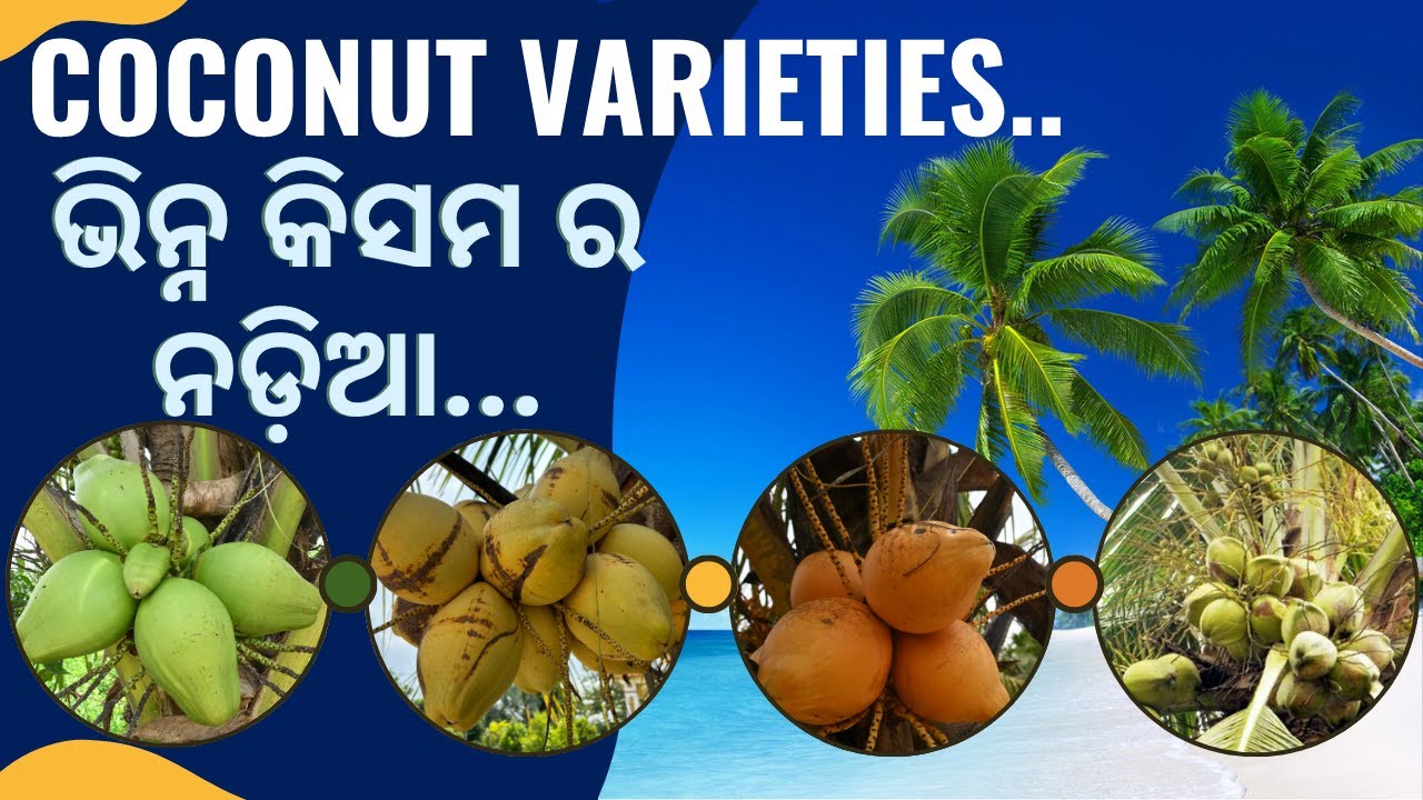 Coconut Varieties. ଭିନ୍ନ କିସମ ର ନଡ଼ିଆ
