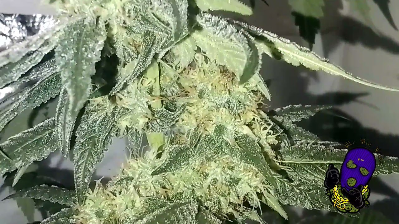 runtz muffin - week 6 of flower