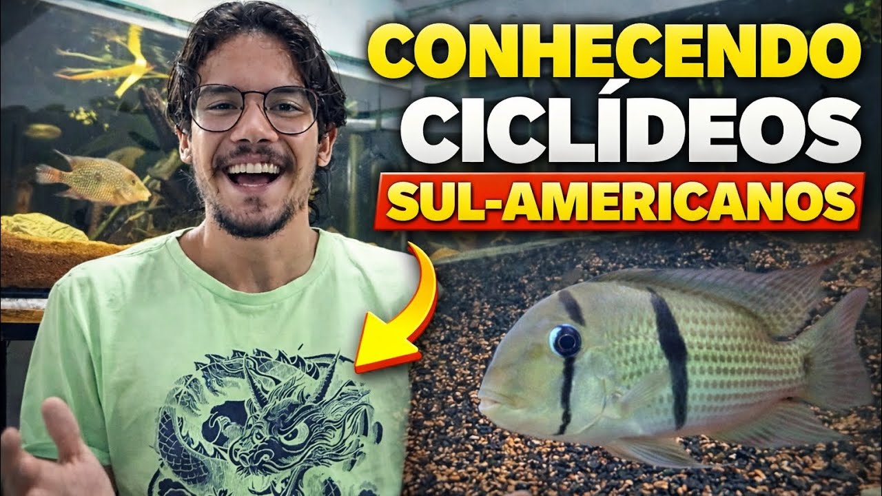 ACARÁ BANDIDO, O CICLÍDEO QUE POUCOS CONHECEM (Guianacara dacrya)