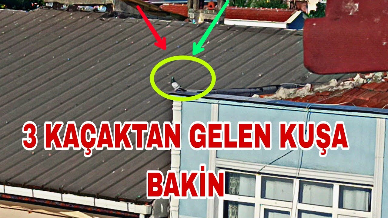 3 TANE KACAK KUŞTAN GELENE BAKİN BOMBA KUŞLAR KAÇİRDİK