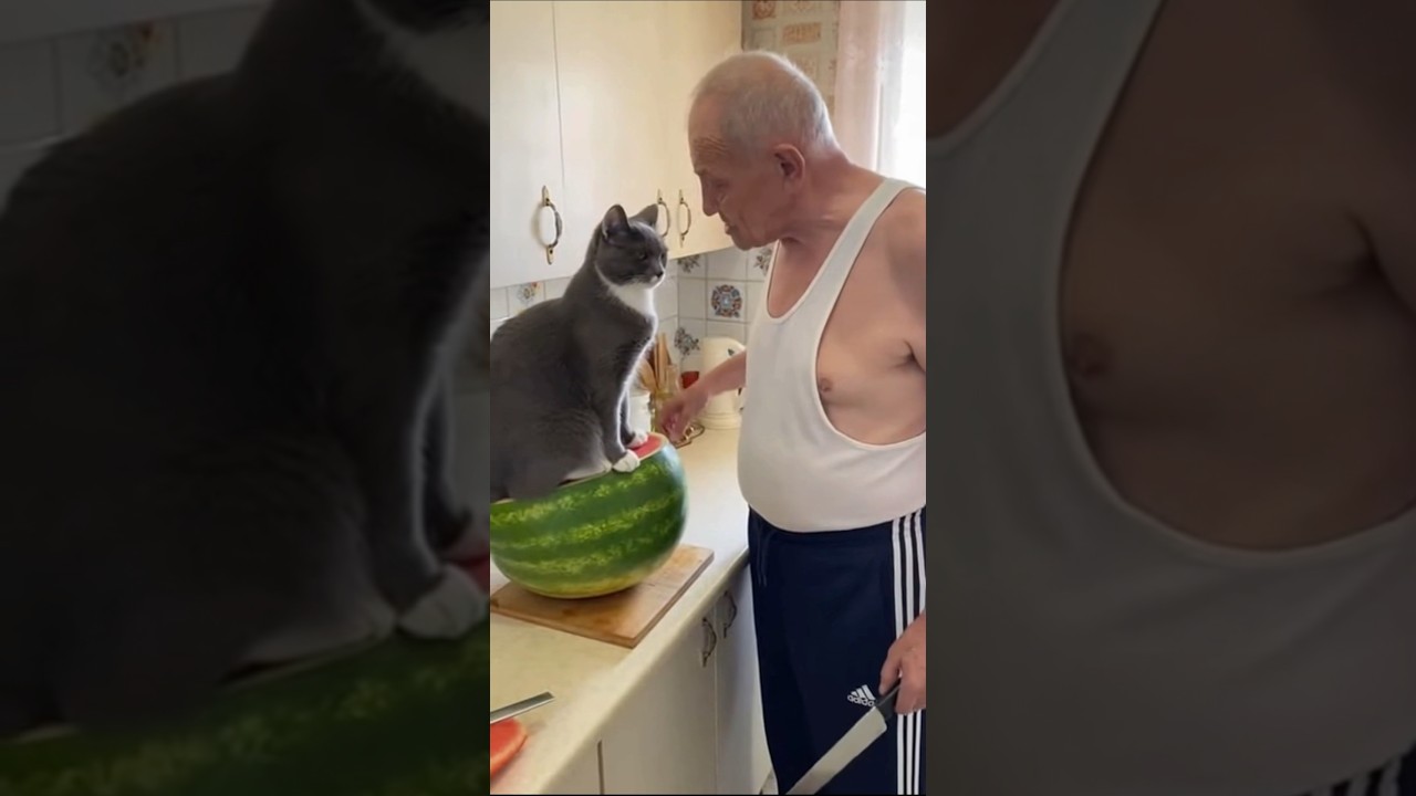 Дед постыдись #котнаарбузе #котики #кот #cats #cat #catshorts #catvideos #юмор #прикол #приколы