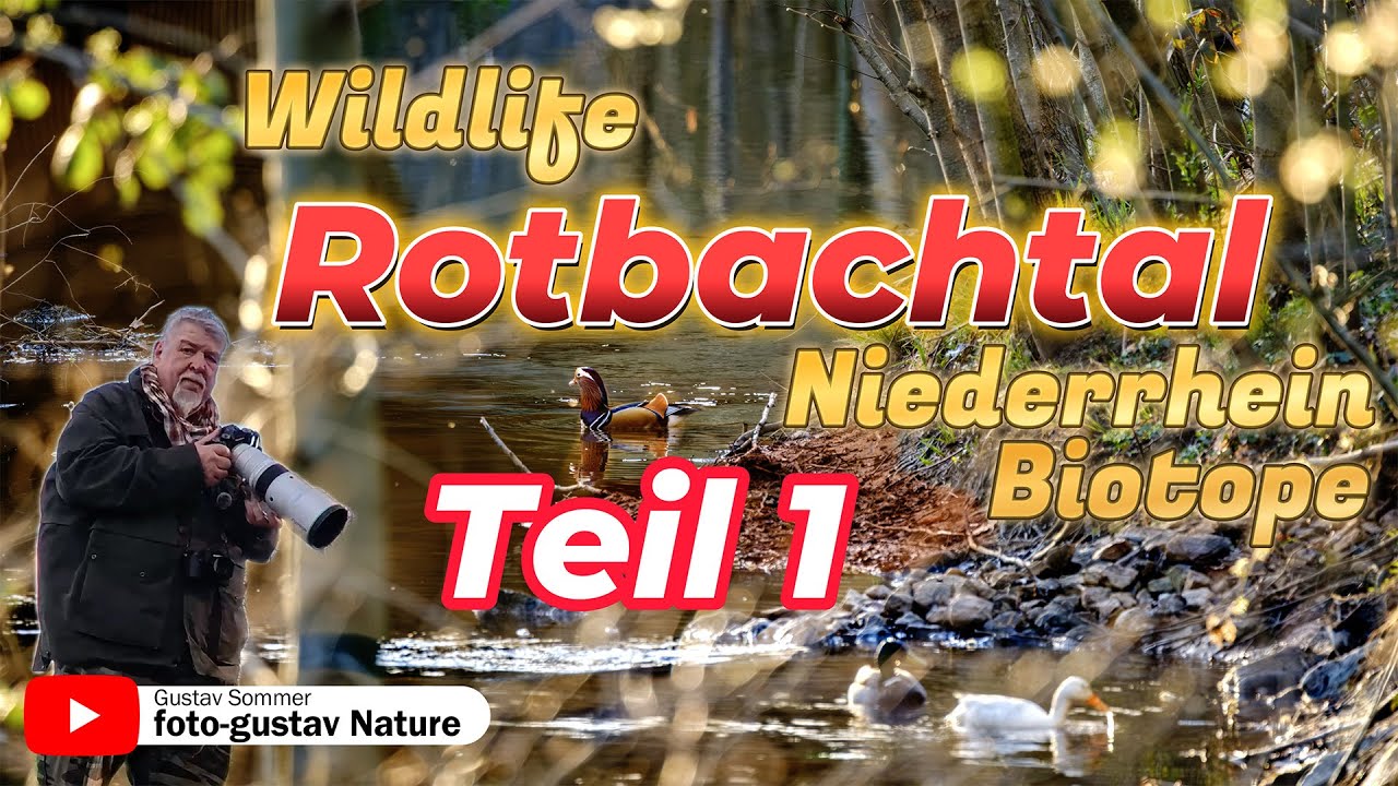Wildlife Rotbachtal Teil1