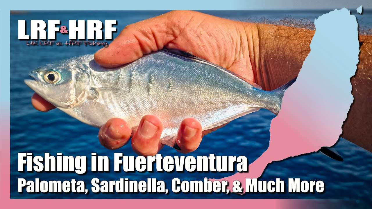Fishing In Fuerteventura: Palometa, Sardinella, Comber, & Much More